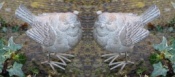 Pair of Little Birds